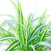 Chlorophytum variagata (Spider Plant) 25-30cm -