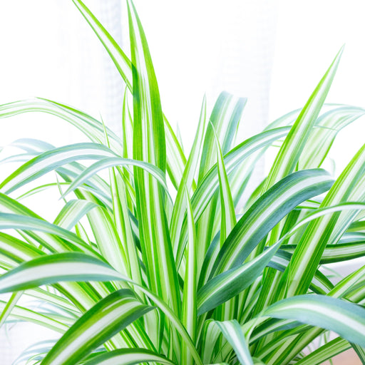 Chlorophytum variagata (Spider Plant) 25-30cm -