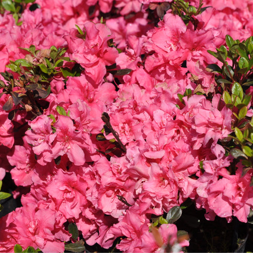 Azalea 'Rokoko' 1L -