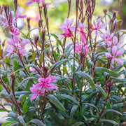Gaura 'Siskiyou Pink' (9cm) -
