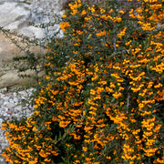 Pyracantha Golden Charmer 1L -