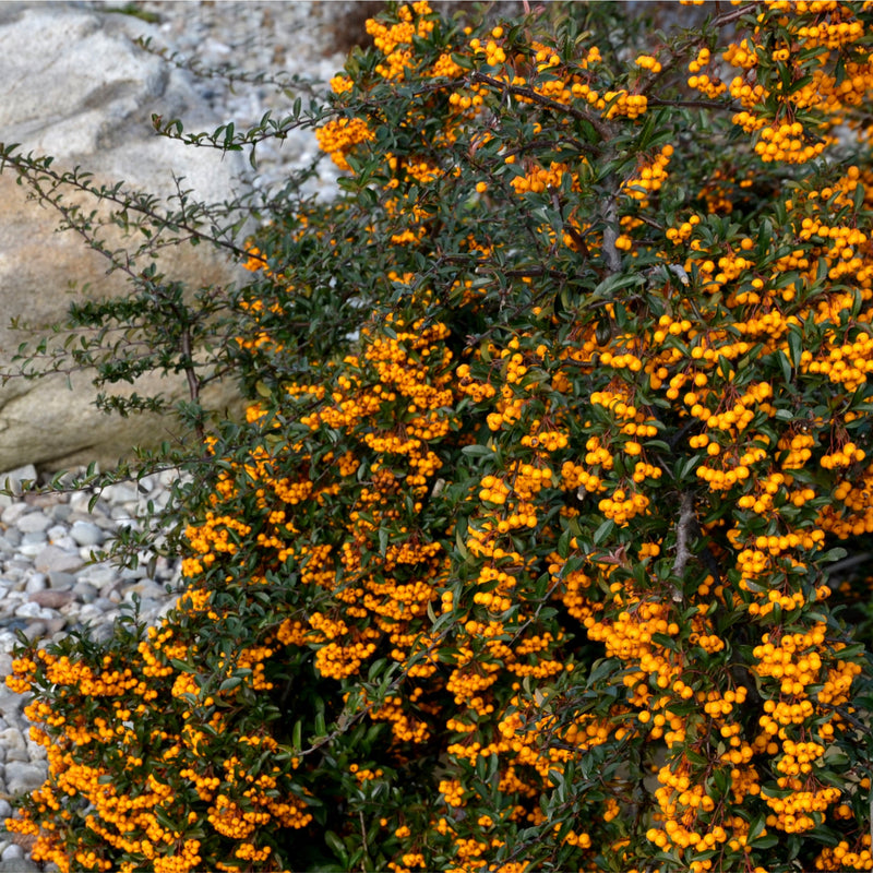 Pyracantha Golden Charmer 1L -