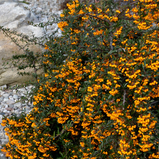 Pyracantha Golden Charmer 1L -