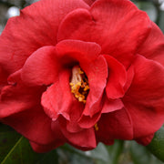 Camellia japonica 'Adolphe Audusson' 3L (70cm Tall) -