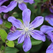 Clematis 'Arabella' -