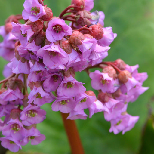Bergenia cordifolia 'Purpurea' (Elephant's Ears) - Two sizes available -