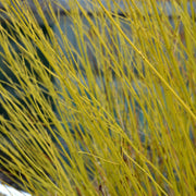 Cornus sericea 'Flaviramea' - Golden Twig Dogwood 3L -