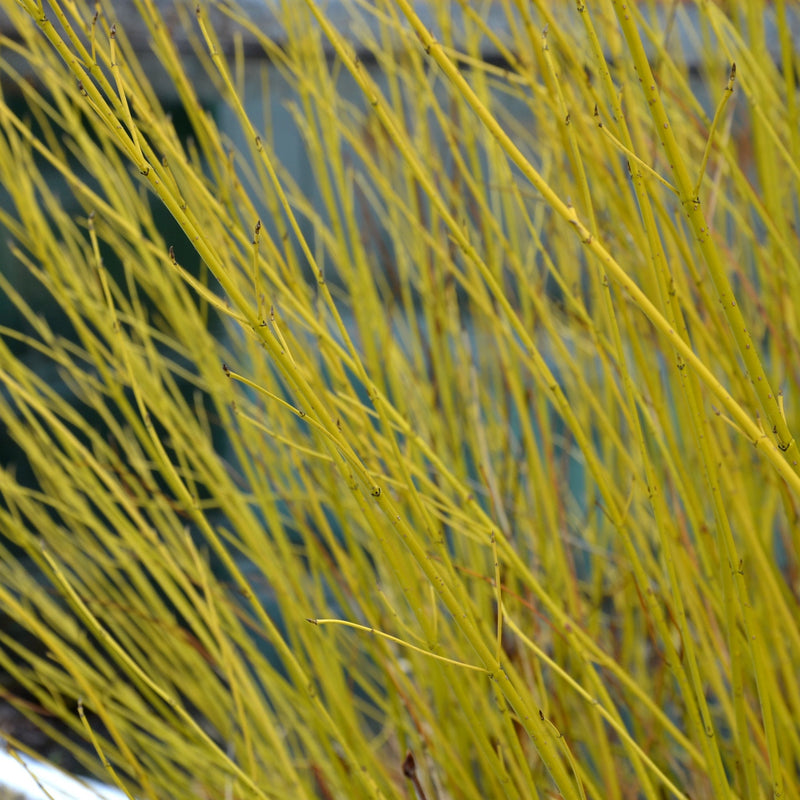 Cornus sericea 'Flaviramea' - Golden Twig Dogwood 3L -