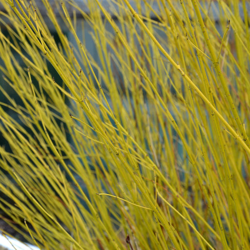 Cornus sericea 'Flaviramea' - Golden Twig Dogwood 3L -