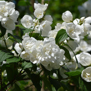 Philadelphus 'manteau d'Hermine' 1L / 2L -