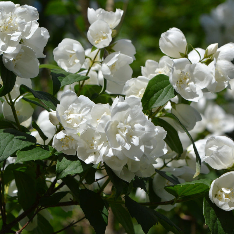 Philadelphus 'manteau d'Hermine' 1L / 2L -