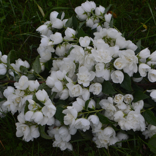 Philadelphus 'Minnesota Snowflake' Mock Orange 3L -
