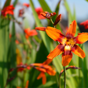 Crocosmia x crocosmiiflora 'Emily Mckenzie' 9cm/2L -