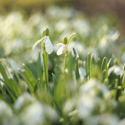 Snowdrops (8 Bulbs) -