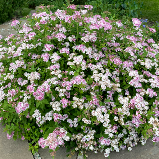 Spiraea japonica 'Little Princess' 9cm / 2L -