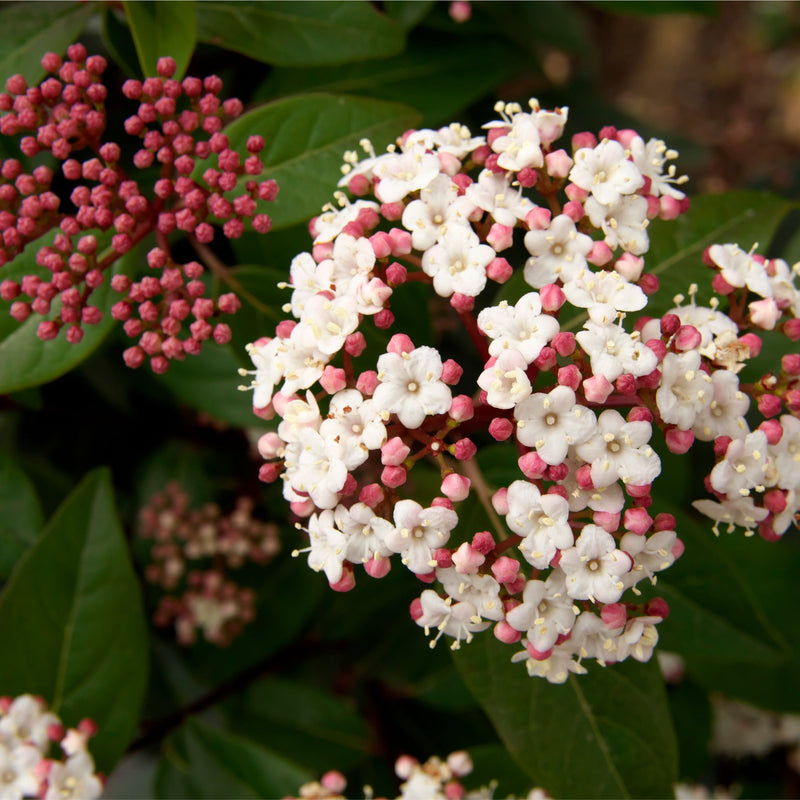 Viburnum tinus Eve Price 1L -