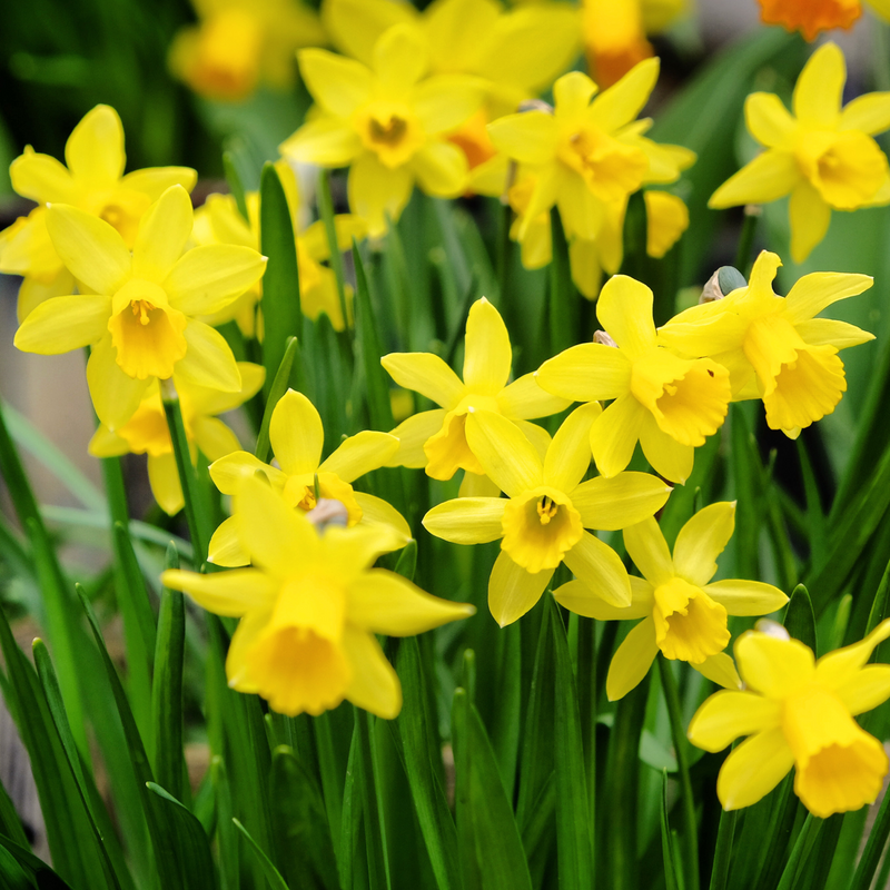 Tete a Tete Daffodil Bulbs (3 x 9cm Pots) -