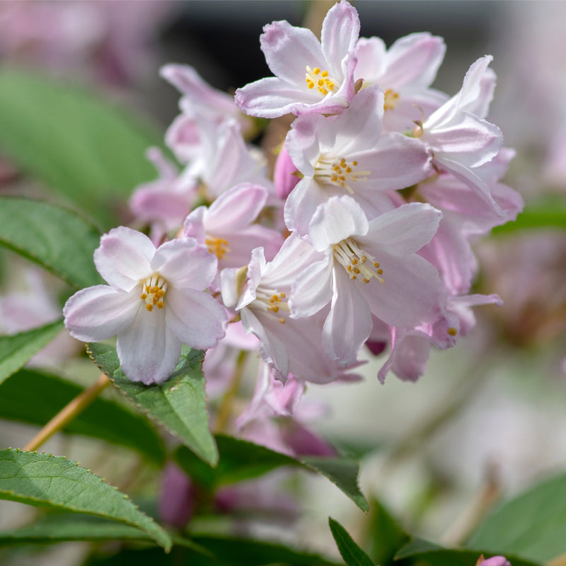 Deutzia 'Mount Rose' 3L -
