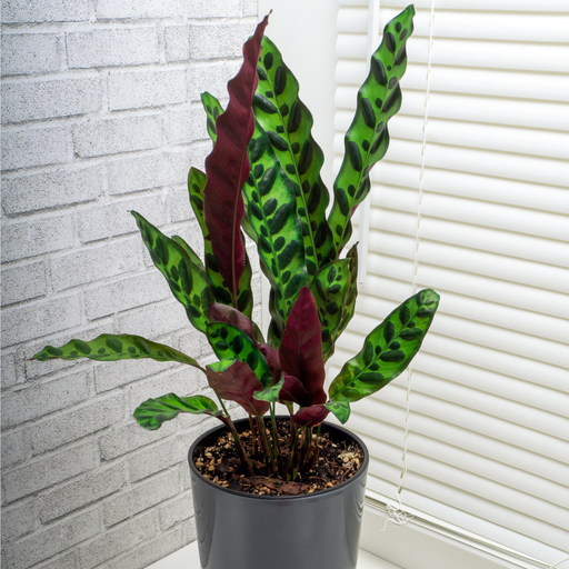 Calathea lancifolia 50cm -
