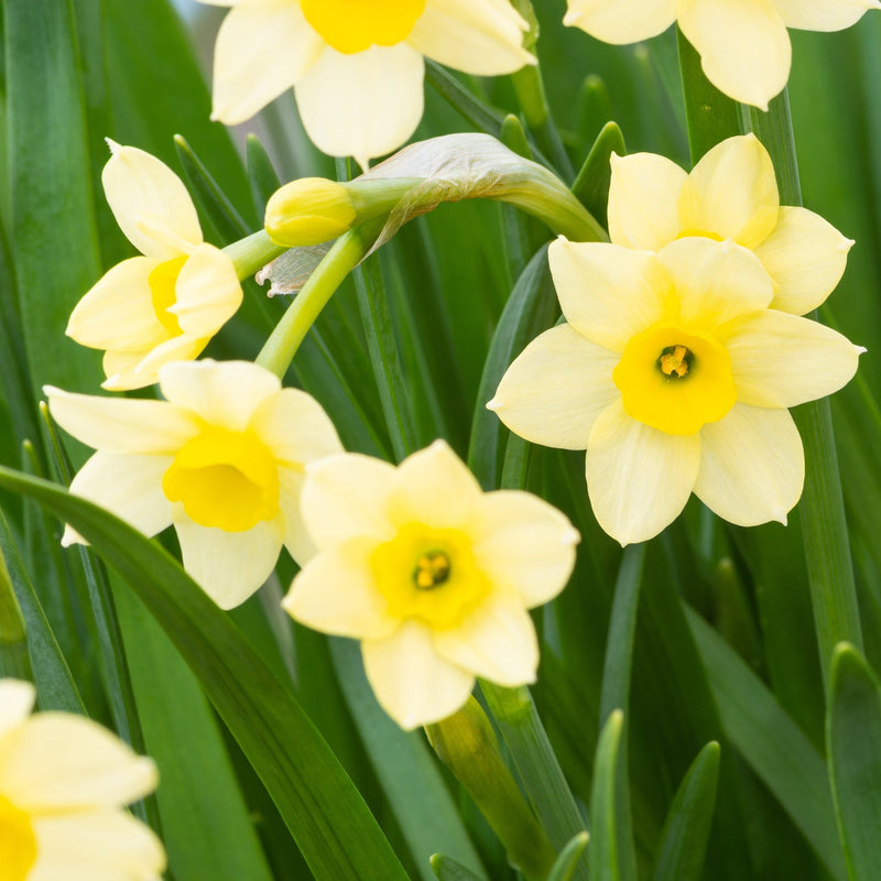 Dwarf Daffodil 'Minnow' (8/18 Bulbs) -
