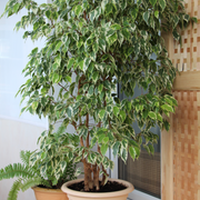 Ficus Benjamina variegated (Weeping Fig) 50-60cm -