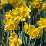 Daffodil 'Dutch Master' (6 Bulbs) -