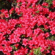 Azalea Hino Crimson 1.5L -
