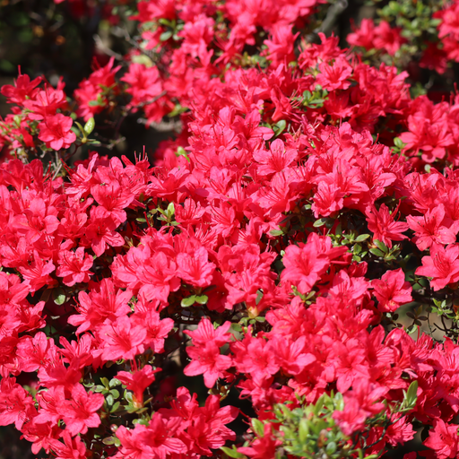 Azalea Hino Crimson 1.5L -