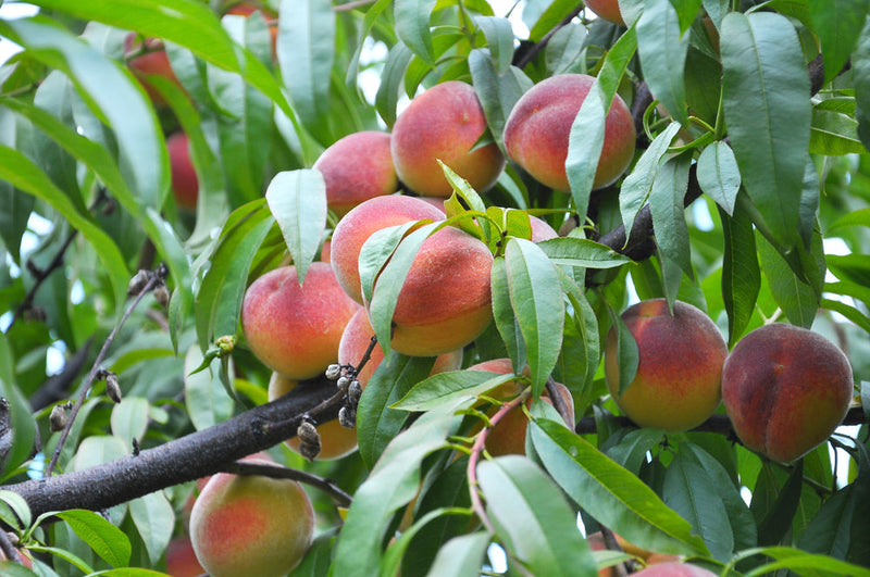 Patio Nectarine Tree - Prunus Persica nucipersica - Nectarine 1m -