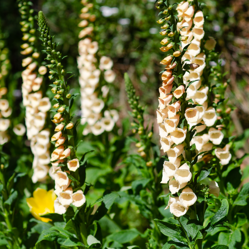 Digitalis purpurea 'Dalmatian Peach' (Foxglove) 9cm/3L -