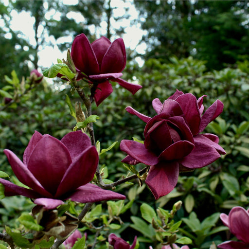 Magnolia 'Genie' 4L -