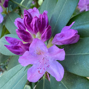 Rhododendron 'Moerheim' 1L -