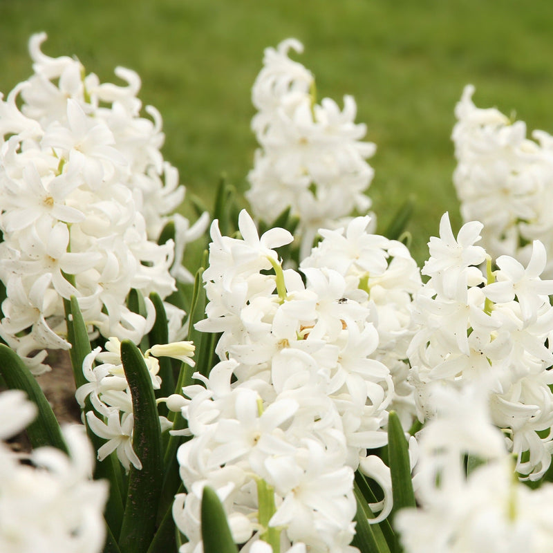 Hyacinth Mixed (3 Bulbs) -