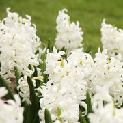 Hyacinth Mixed (3/7 Bulbs) -