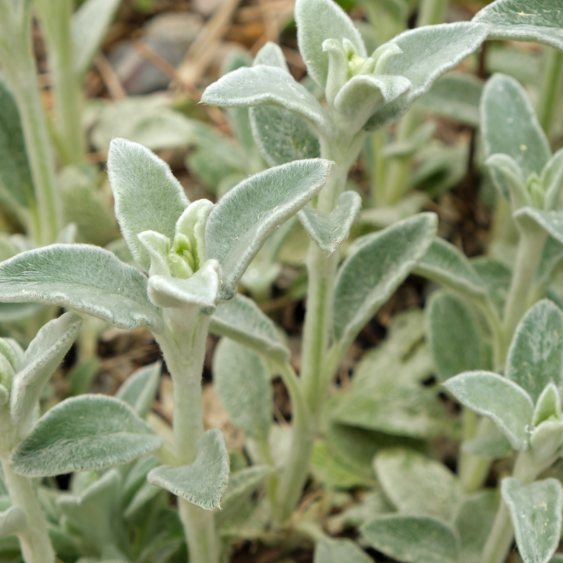 Stachys lanata 9cm / 2L -