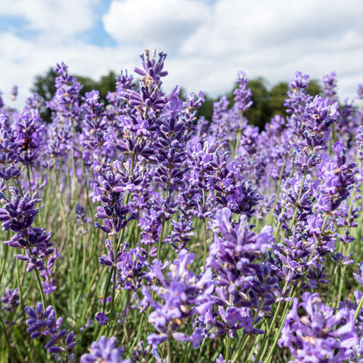 Lavender 'Hidcote' 2L -