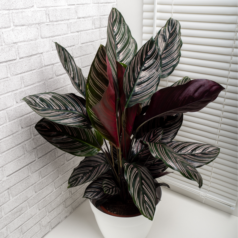 Calathea sanderiana 50cm -