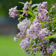 Deutzia 'Mount Rose' 3L -