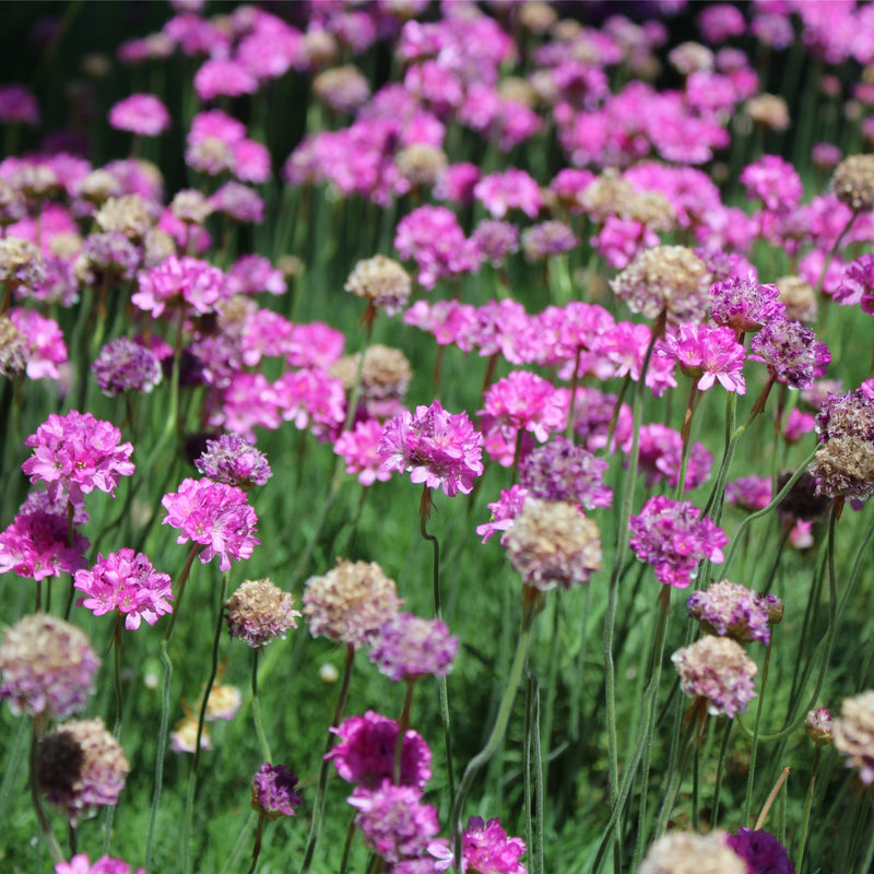 Armeria maritima Splendens Sea Pinks 2L -