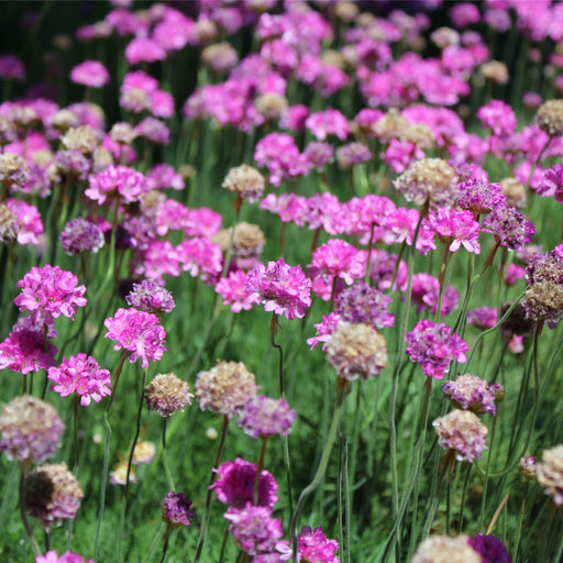Armeria maritima Splendens Sea Pinks 2L -