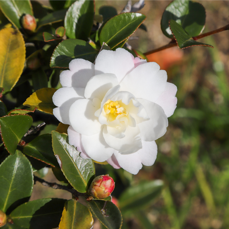 Camellia japonica White Swan 60cm -