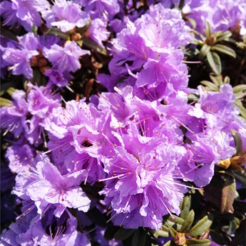 Rhododendron 'Azurika' 2L -