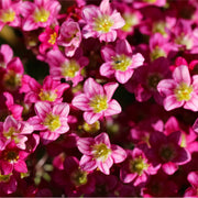 Saxifraga 'Pixie Rose' 2L -