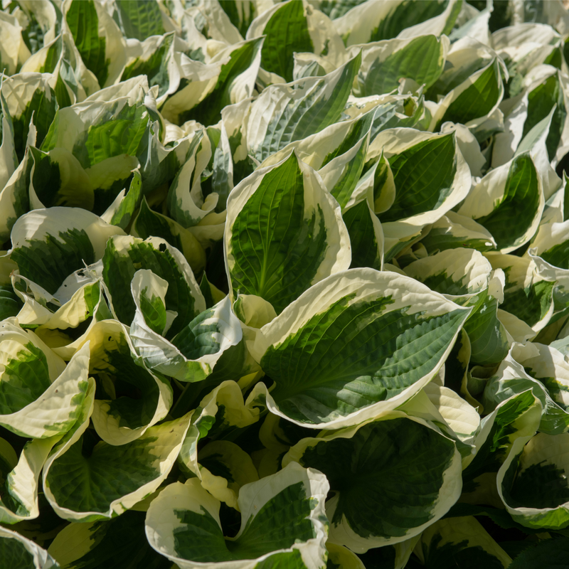 Hosta 'Patriot' 9cm -