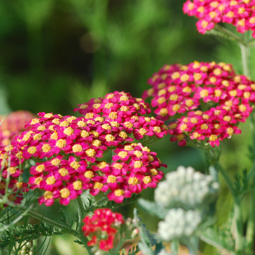 Achillea (Yarrow) - Milly Rock Red 1.5L -