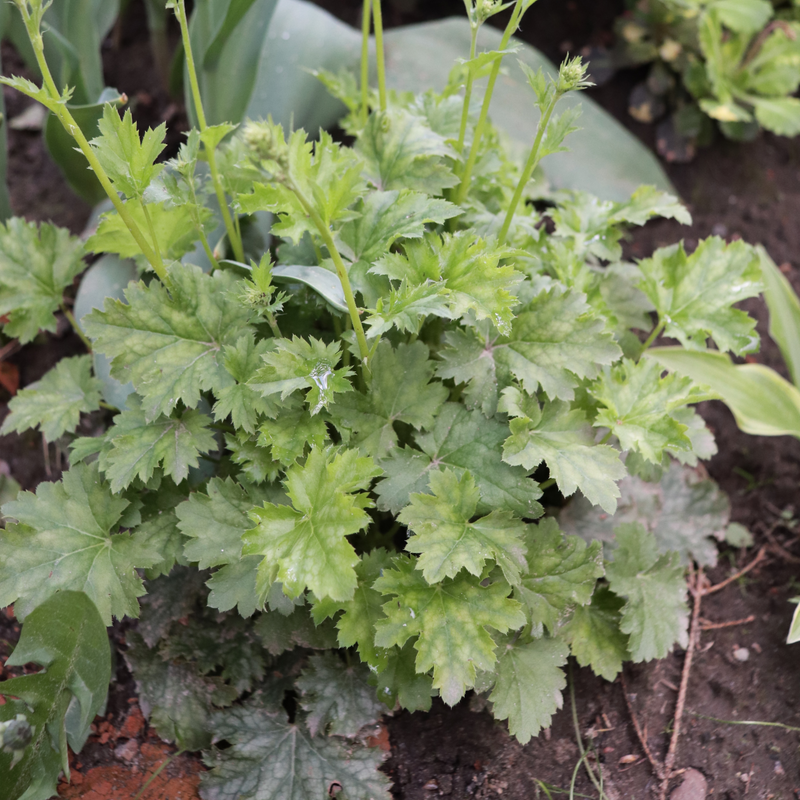 Heuchera 'Apple Crisp' 2L -