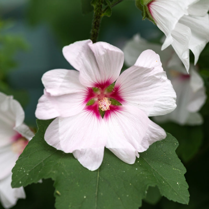 Lavatera 'Barnsley Baby' 9cm / 2L -