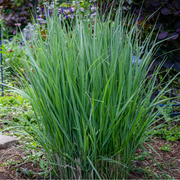 Panicum virigatum Northwind 9cm / 2L / 12L -