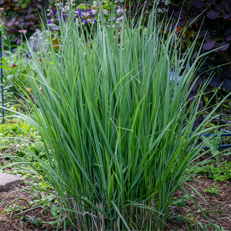 Panicum virigatum Northwind 9cm / 2L / 12L -