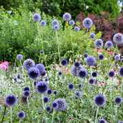 Echinops bannaticus 'Blue Globe' 9cm / 2L -